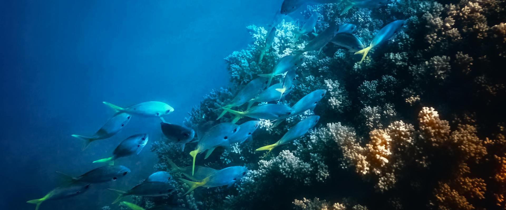 Mapei Cadel Evans Race - Women